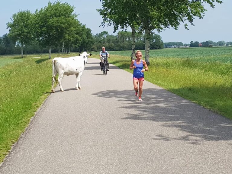 Noorder Rondrit Estafetteloop hardloopster met koe op de weg.